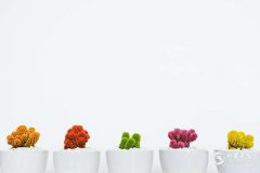 天秤座2025年运势及运程详解