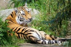 1986年屬虎一生三大劫難，1986年屬虎是什麼命？