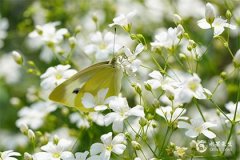 1961年屬什麼生肖