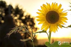 1995年屬豬今年財運怎麼樣？1995年屬豬2025年幸運色