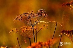 2024年属龙本命年选择财运首饰