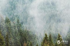 属相蛇2025本命年能结婚吗？属蛇2025年结婚最佳时间