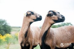 1991年屬羊今年財運如何？1991屬羊34歲有兩喜