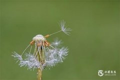 双鱼女最喜欢什么星座男：情感稳定共创美好