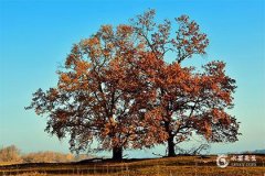属猪人跟谁一起财运好 属猪的正缘桃花是谁
