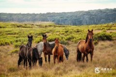 1966年属马是水命还是火命？1966年属马人终身寿命
