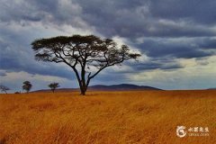 1951屬什麼生肖：牛年人的特質與生活指南