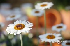 失去白羊座会疯的星座，天秤座是其中之一