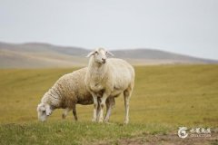 79年羊財運最旺的幾年：鼠年、馬年、蛇年