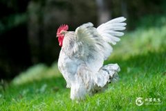 81年属鸡人42岁过七劫是什么意思？走运靠的是什么