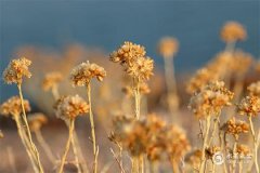 假沉香最怕三个东西：阳光、水、真沉香