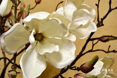 属龙最忌的三个数字：数字3、数字7、数字8