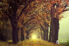 属猪今年犯太岁吗？属猪的2025年运势怎么样？