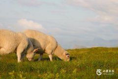 属羊人永远最忌讳的颜色 属羊人不宜去的方向