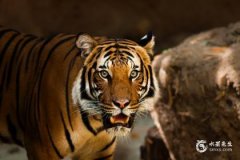 62年属虎的2023年必有一灾，62年属虎人的终身寿命