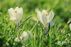 本命年不能结婚是指登记 