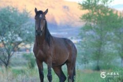 90年属马33岁有一劫桃花劫 羊马夫妻不到头啥意思