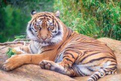 74年女虎最忌三个颜色，74属虎女终身最佳颜色