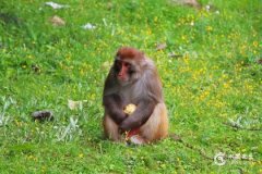 猴男羊女第一婚不到头 羊和猴在一起对谁不利