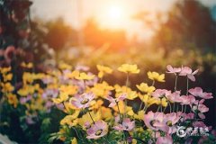 1985年屬牛今年財運如何？1985年屬牛2025年的貴人是誰？