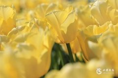 七二年屬什麼生肖：1972年兔運勢全解析