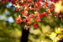 1984年屬鼠三大劫難，1984年屬鼠是什麼命？