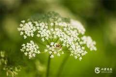 八七年屬什麼生肖：火兔 