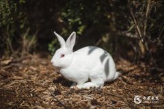 1939年属兔的寿命多长 属兔人一生被谁所害