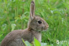 1975年属兔48岁以后运气如何，2023年运势如何？