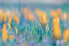 閏九月和農歷九月一樣嗎？紫微鬥數閏九月排盤