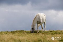 1978年屬馬今年財運如何？1978年屬馬2025年有大喜纏身
