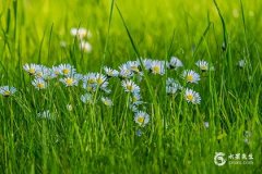 1987年属兔大忌颜色，1987年是苦命兔还是富兔？