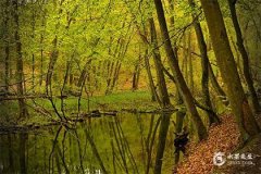 木字最旺的6个字，五行属木大富大贵的字