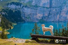 狗女最忌三个属相，属狗女人最佳丈夫属相