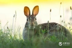 87年属兔人2023年整体运势解析，37岁生肖兔本命年运程