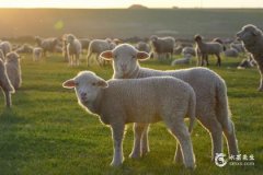 属羊人最忌讳的楼层是几楼 属羊一生最旺楼层