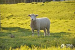 79年属羊45岁2024年运势解析，如何迎接挑战