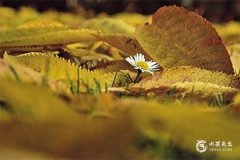 97年女牛最忌三个属相：属马、属羊和属狗；