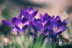 蛇宝宝旺什么生肖父母