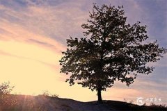 屬龍的人不能佩戴什麼？2025屬龍人躲不過去的大難