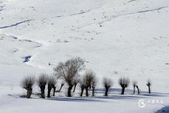1983年屬豬的三大坎，1983年屬豬的是什麼命？