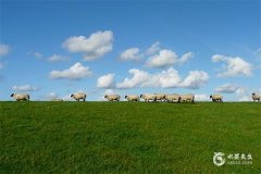 91年属羊的是什么命 五行属什么命