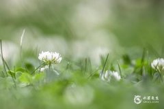 83年豬財運最旺的三年：2026 年、2031 年、2034 年