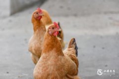 1969年属鸡55岁灾难，69年鸡哪年转大运？