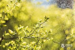 木字最旺的字，木字名字最佳组合