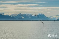 坟地栽树大忌，坟头栽几棵树最吉利？