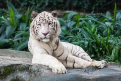 98年属虎哪年遇到另一半，最佳结婚年龄