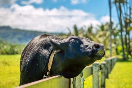 老公属牛我属狗适不适合2021要孩子？