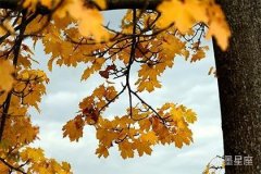 双鱼座老公爱老婆的表现