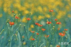 双鱼座女生吵架后不回消息，深藏不露的情感世界